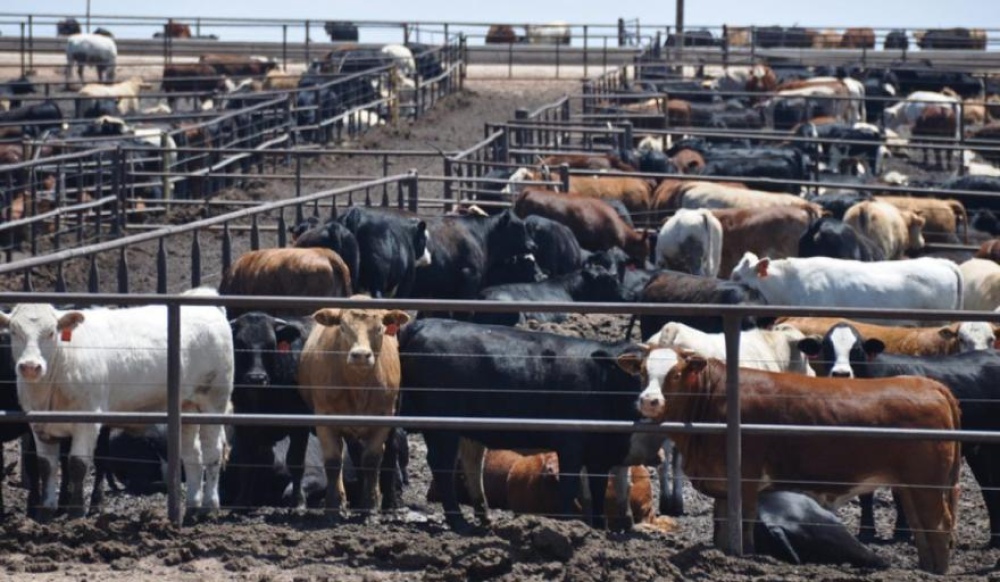 “Es necesario incentivar la producción de carne con reglas claras y mercados no intervenidos”
