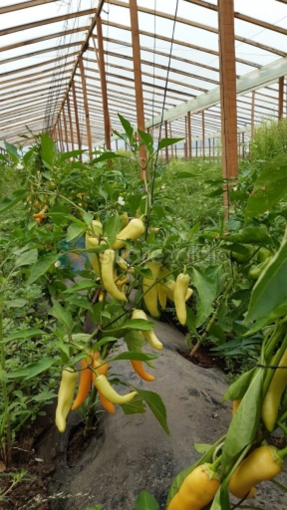 “Nuestra Huerta” comenzó la venta de verduras agroecológicas en el Parque Productivo
