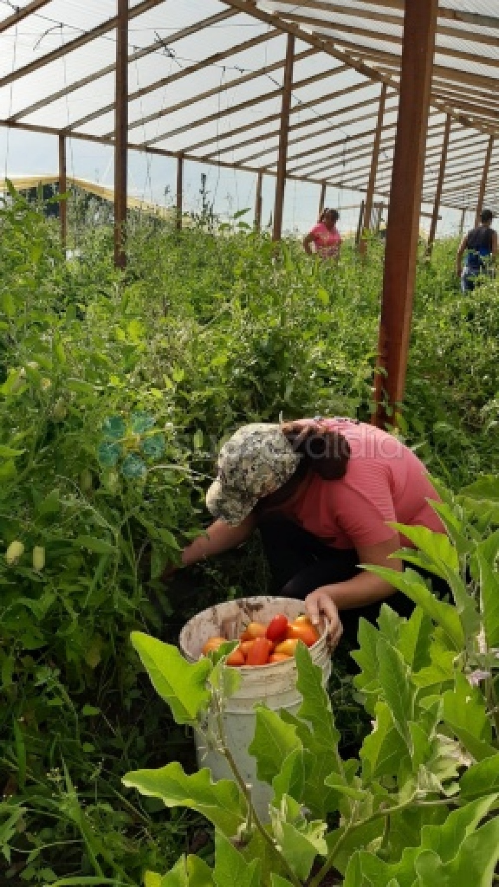 “Nuestra Huerta” comenzó la venta de verduras agroecológicas en el Parque Productivo
