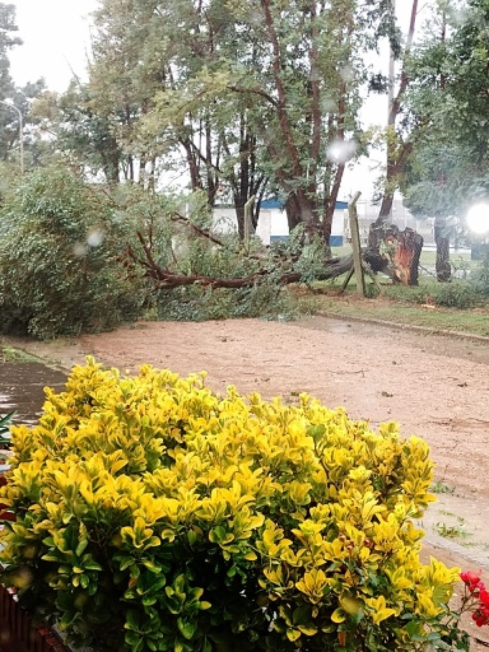 Numerosos árboles caídos en Santa Trinidad
