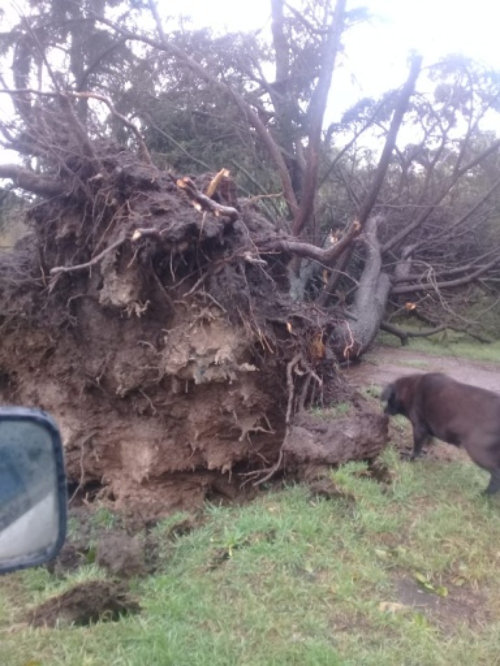Numerosos árboles caídos en Santa Trinidad
