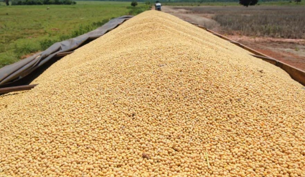 Cuantioso robo en un campo de Pringles: se llevaron entre 30 y 40 mil kilos de soja
