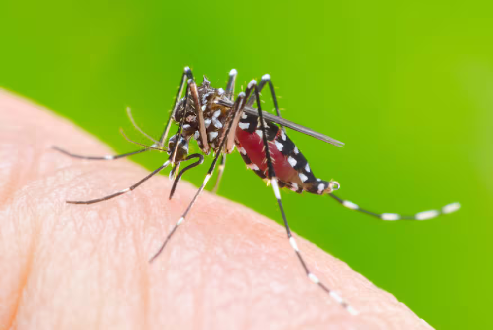 ”El mosquito vector está en Suárez pero por el momento no tenemos casos de dengue”