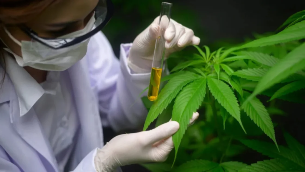 Jornada provincial sobre el uso de cannabis medicinal