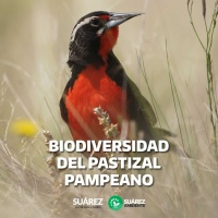 “Día Mundial del Ambiente”: presentamos el Manual de Especies Nativas del Pastizal Pampeano